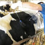 Día del Médico Veterinario en Venezuela